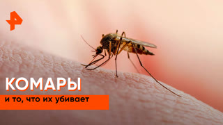 «Загадки человечества»: комары и то, что их убивает
