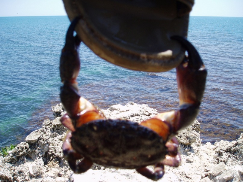 Дмитрий Тх фотография #9