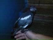 Діма Пачковський фотография #13 (источник - https://vk.com/id30481389)