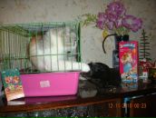 Фотография Шулеповой Елены