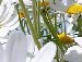 Васічка Кацедан фотография #11 (источник - https://vk.com/id98780604)