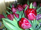 Тамара Дорофеева фотография #37 (источник - https://vk.com/id134350)