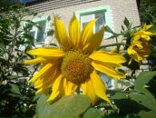 Фотография Чалой Эли