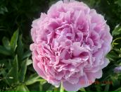 Фотография Петровой Светланы