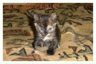 Фотография Белинской Галины