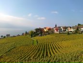 Kot Пушкин фотография #21 (источник - https://vk.com/id6049307)