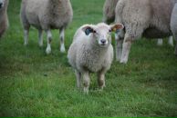 Фотография Бирюк Элины