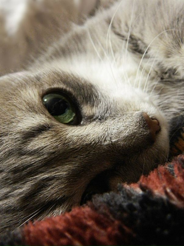 Ирина Коломникова фотография #38