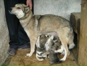 Ярослав Піпський фотография #25 (источник - https://vk.com/id71266929)