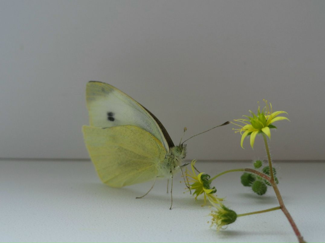 Анюта Левченко фотография #33