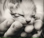 Діана Павльо фотография #49 (источник - https://vk.com/id50657163)