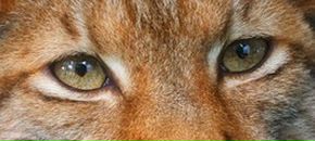 Фотография Дмитриевой Марины