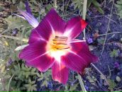 Фотография Зоновой-Сухаревой Елены