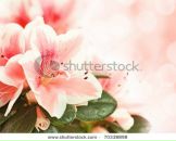 Фотография Штейн Татьяны