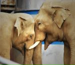 Анна Аветисян фотография #13 (источник - https://vk.com/id1666600)