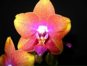 Фотография Чирковой Анны