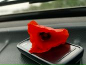 Фотография Кучмиёвой Даши