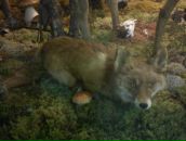 Фотография Дербенёва Павла