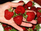 Фотография Григорьева Сергея