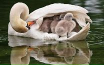 Фотография Меленберг Татьяны