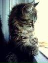 Марина Чернышева фотография #17 (источник - https://vk.com/id134235162)