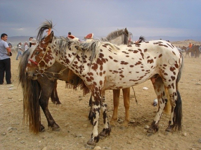 Айдын Даваа фотография #32