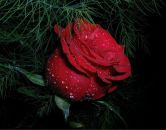 Іруся Павленко фотография #7 (источник - https://vk.com/id165652196)