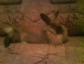 Фотография Дементьевой Олеси