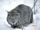 Тарас Каліщук фотография #9 (источник - https://vk.com/id132268584)
