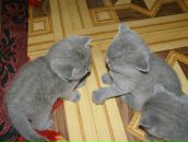 Дима Петухов фотография #42 (источник - https://vk.com/id2730252)