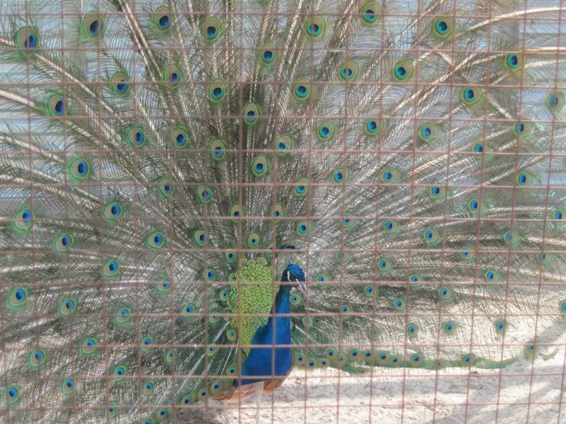 Наталья Гринёва фотография #36