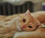 Фотография Викторовой Александры