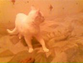 Фотография Нуриева Рената