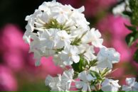 Фотография Гречишниковой Марии