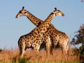 Фотография Коваль Елены