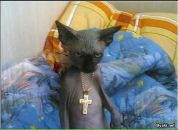 Фотография Прошина Алексея