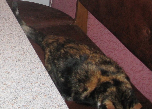 Дима Дмитриев фотография #34