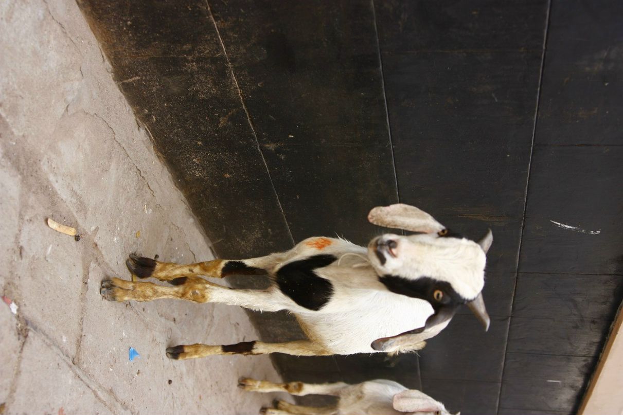 Сергей Орлов фотография #9