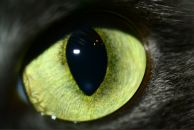 Фотография Чехомова Юлия