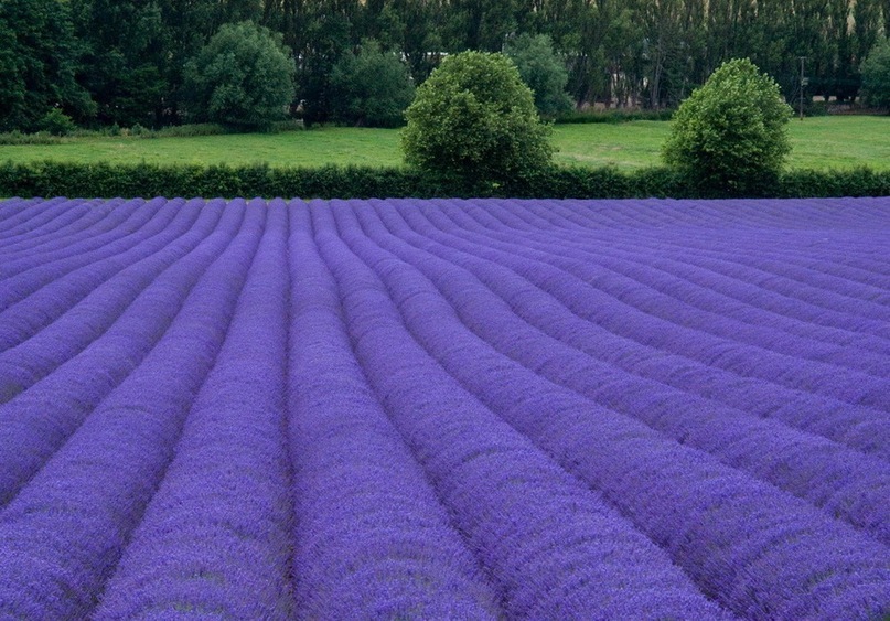 Ольга Петрова фотография #35