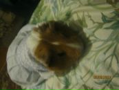 Віта Котнюх фотография #45 (источник - https://vk.com/id66679214)