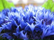 Фотография Весёлой Екатерины