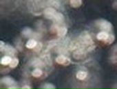 Христя Луцька фотография #45 (источник - https://vk.com/id58155483)