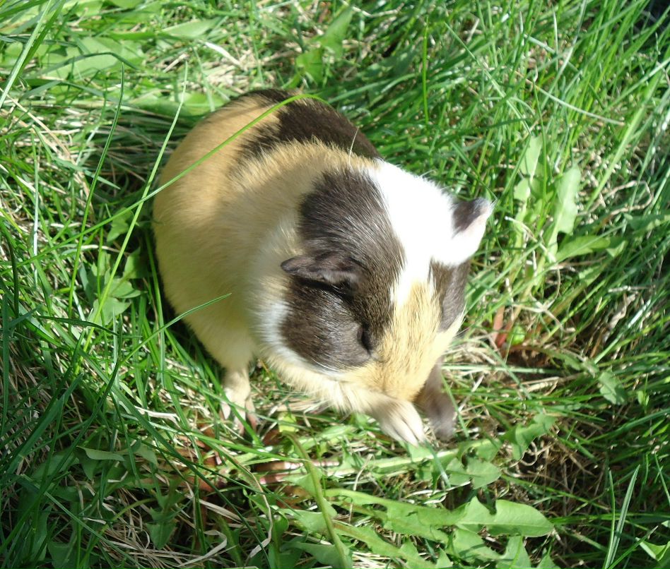 Der Stachel фотография #8