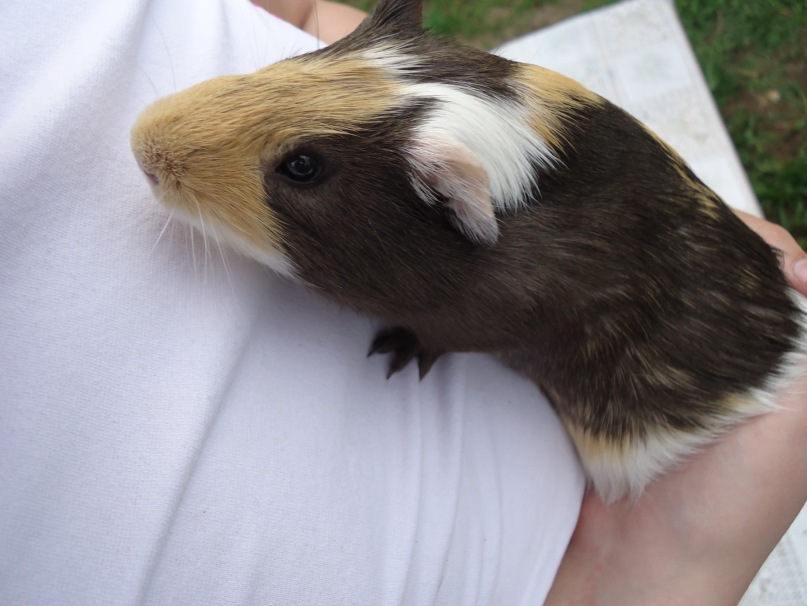 Der Stachel фотография #7