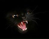 Фотография Кондратюк Вероники