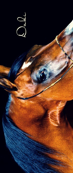 Ре Дакота фотография #19