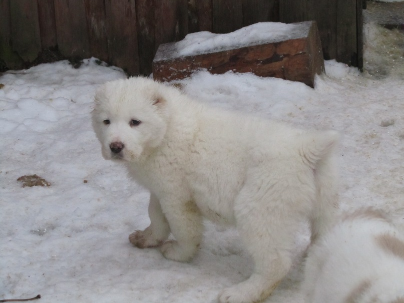 Василий Тихонов фотография #50