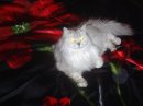 Silver Cat фотография #7 (источник - https://vk.com/id2454853)