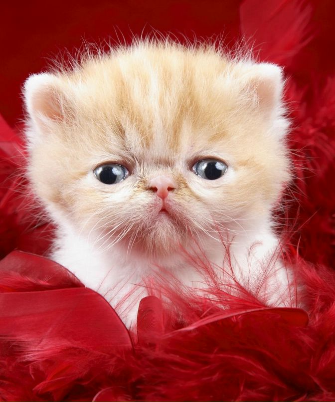 Во Ва фотография #35